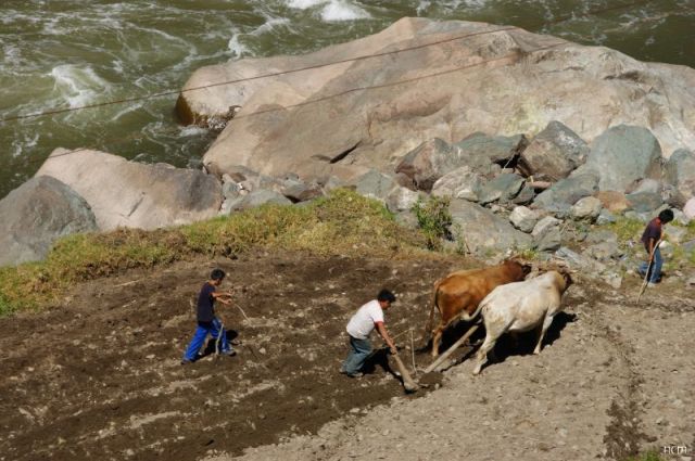 Plowing with oxen and a wooden plow