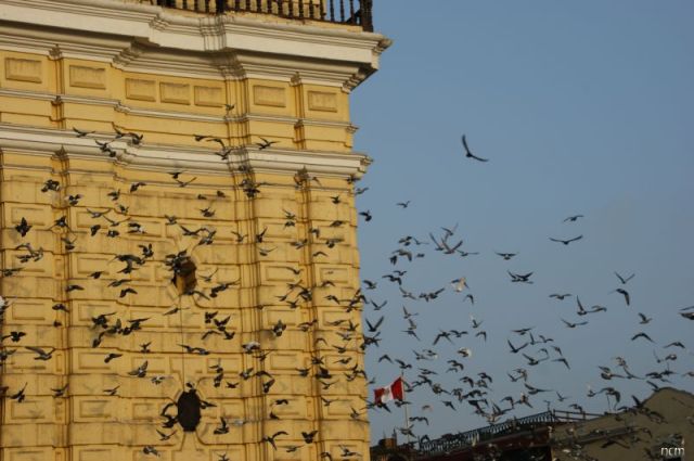 Pigeons taking flight