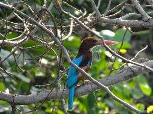white throated kingfisher