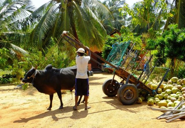 Unloading a load of coconuts