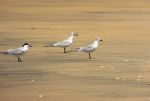 Terns