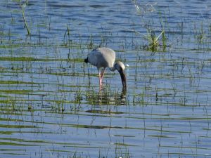 Asian Openbill