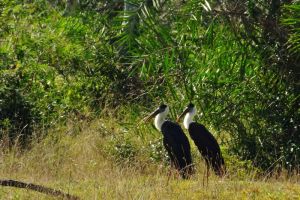 Wooly necked Storks