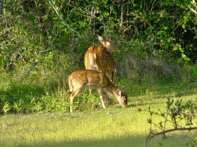 spotted deer