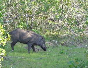 Wild Boar