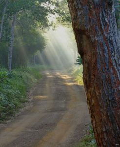 Beautiful light in Wipattu National Park