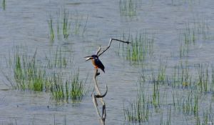 Common Kingfisher eating a fish