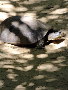 I swear this turtle is smiling