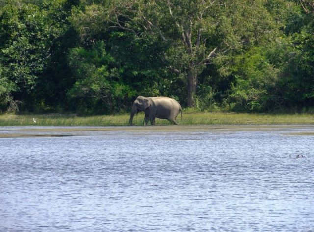 Our after dinner entertainment, the elephant