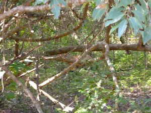 Can you find the barking deer. You can see how tough it is to spot animals in this understory