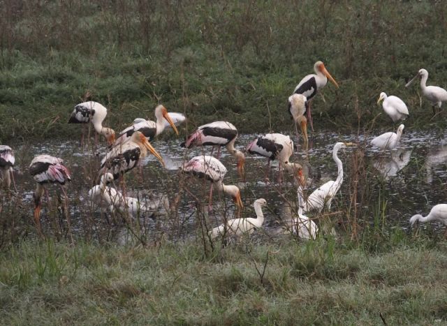 Painted Storks, Spoonbills and Egrets
