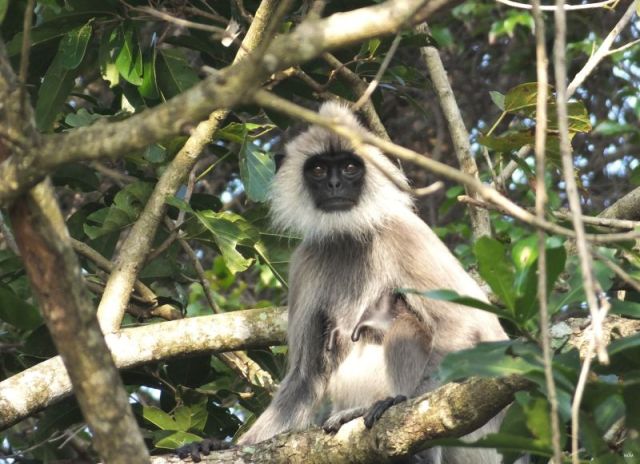 Hanuman Langur, She obviously has a baby somewhere