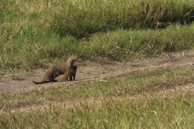 Mongoose and baby