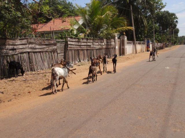 A herd of goats we encounter on our way back to Dolphin beach