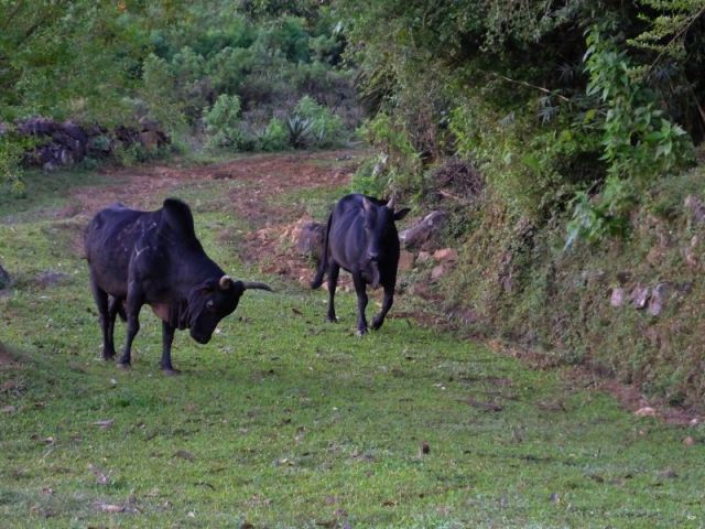 The neighbors bulls arriving at St. Johns