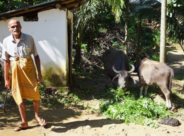Our guides father and the families water buffalo