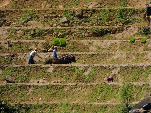 Plowing rice paddy with water buffalo