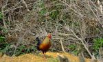Jungle fowl