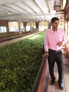 Our guide through the tea factory