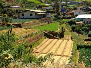 no wasted space here, vegetable plots