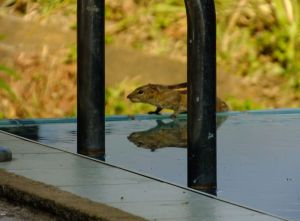 chipmunk drinking from pool