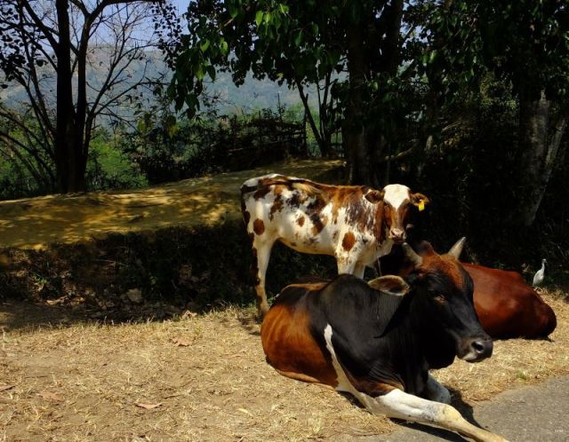 Typical scene of cattle laying near or in the road