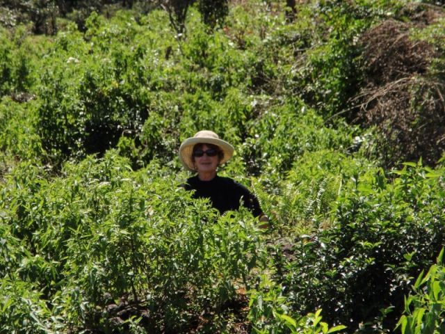 Walking a country road