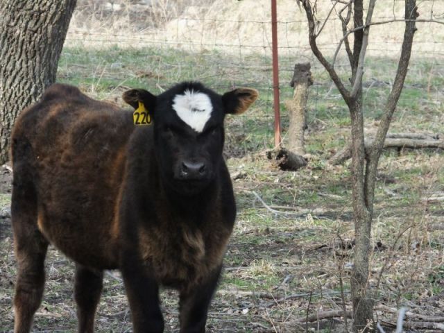 Sweetheart in early spring
