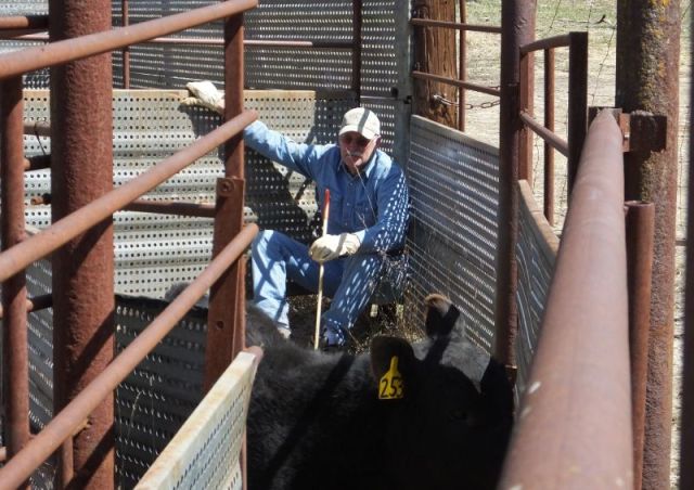 Paul relaxing with a normal calf in the work pen