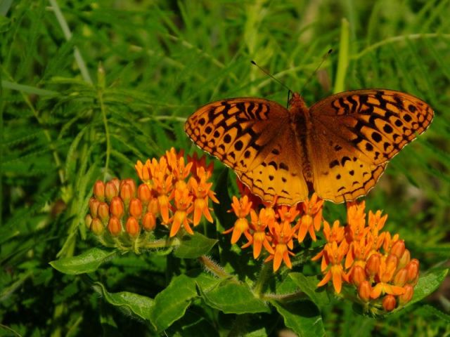 There is a reason this wildflower is called Butterfly Milkweed. Butterflies love it.