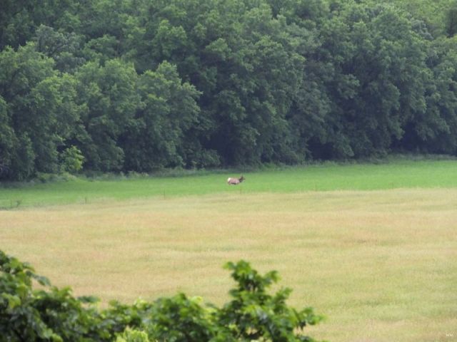 I stepped out our back door and snapped this long distance photo of Eve