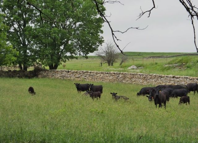 Just a peaceful cattle photo