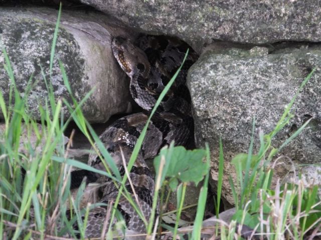 That is a big rattlesnake! Look close and you can see the blur of the rattles