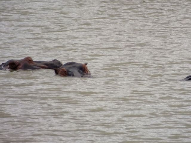 Hippos hiding from the sun