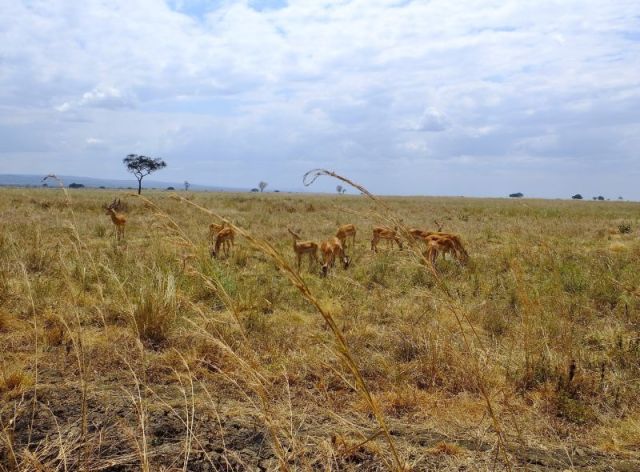 Graceful impalas and the landscape of Mikumi