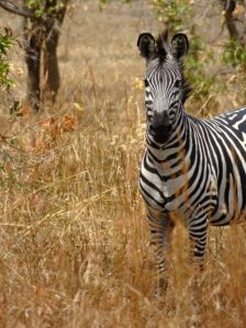 Zebra always seem to be posing for you