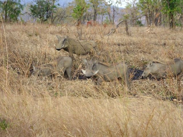 Wart hogs, the poor things
