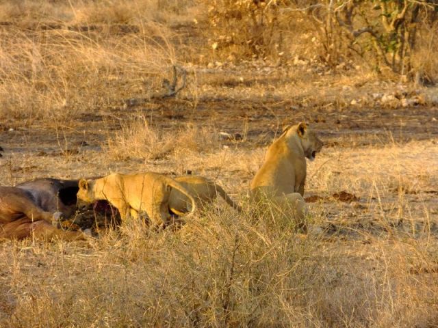 The lioness couldn't bring herself to eat anymore