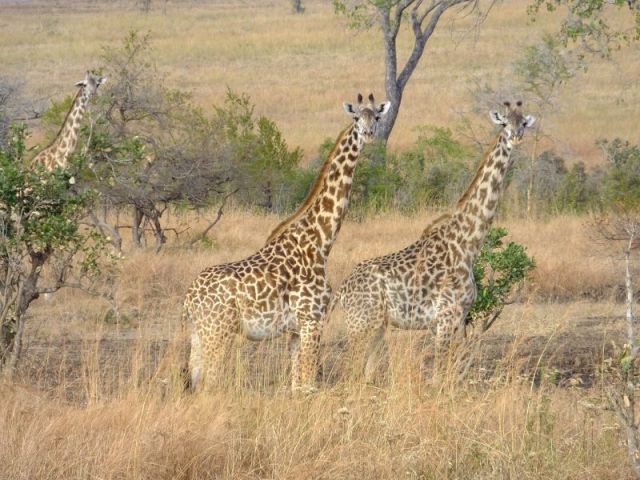 giraffe trio that wanted to cross the highway