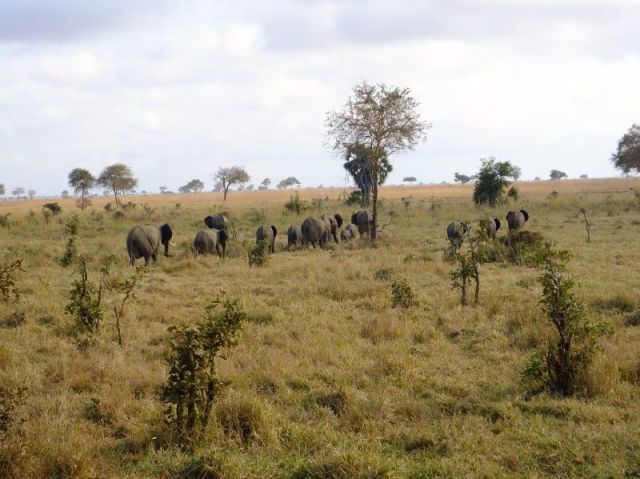 There is a baby elephant in the midst of this parade of elephants