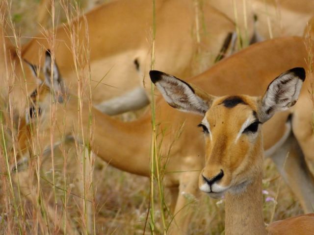 I never got a good photo of leaping impalas. This will have to do