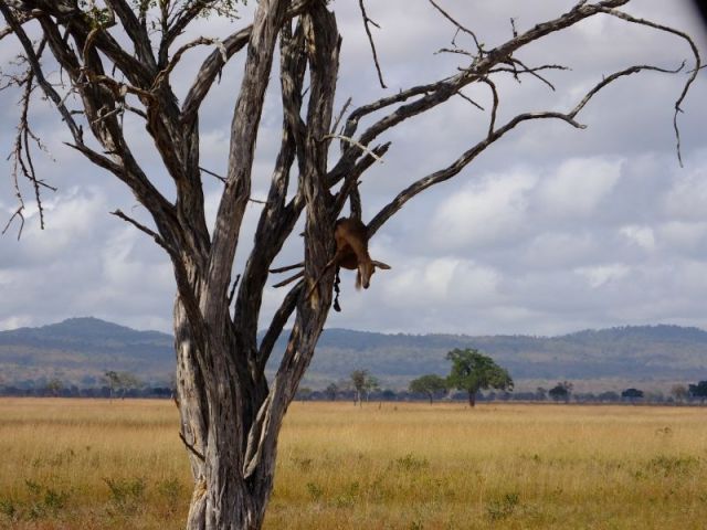 The reed buck that a leopard had stashed in the tree