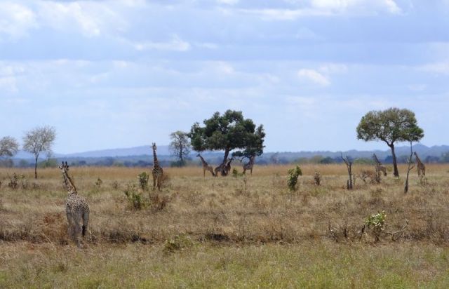 A few of the 34 giraffe that were together in this area
