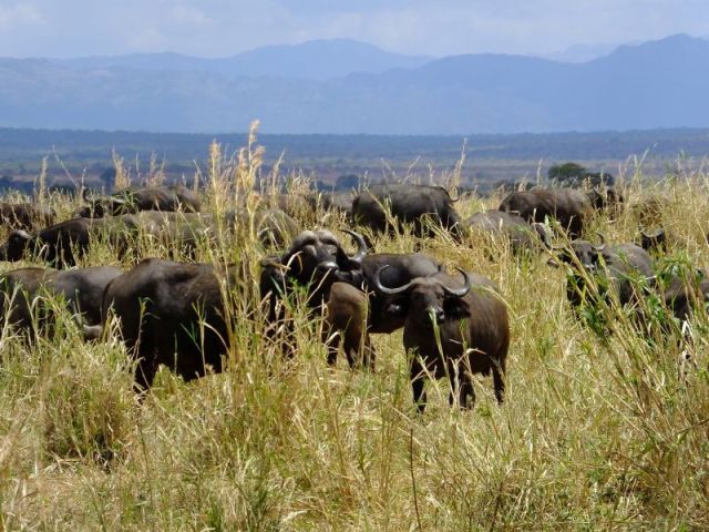 Cape buffalo peering back at us