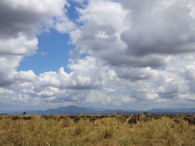 A small portion of the enormous herd of Cape buffalo