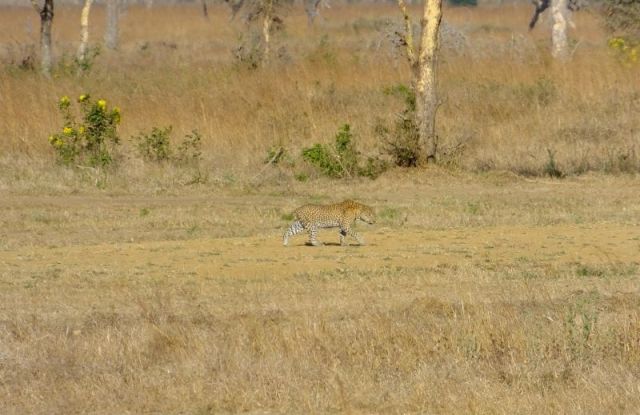 The leopard has no tail but what a gorgeous animal anyway