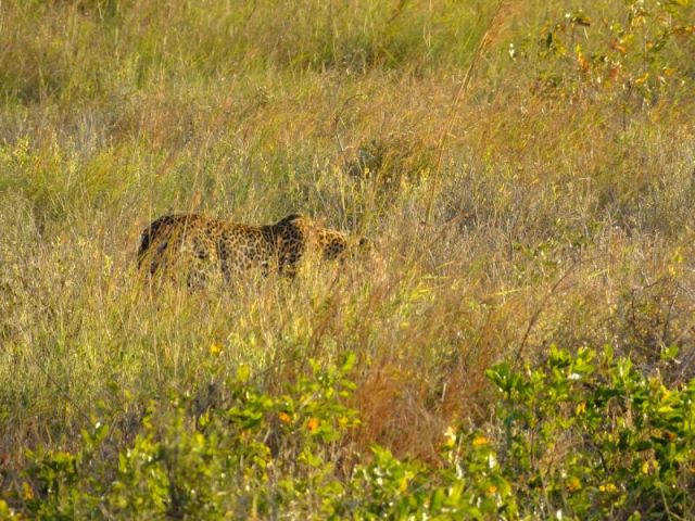 Photo I took when Kevin first spotted the leopard