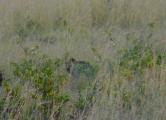When I saw this fuzzy photo of the leopard looking through the grass, I was sure that I had indeed saw the leopard this morning.