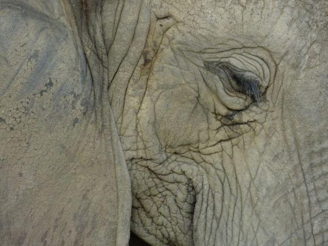 So many wrinkles and intricate lines