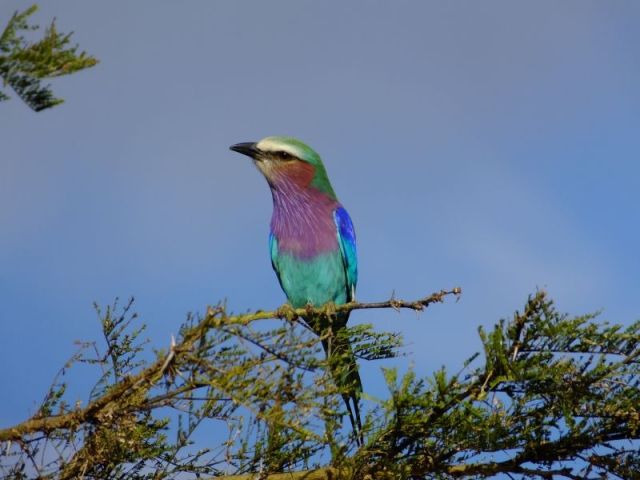 Lilac-breasted roller, one gorgeous bird